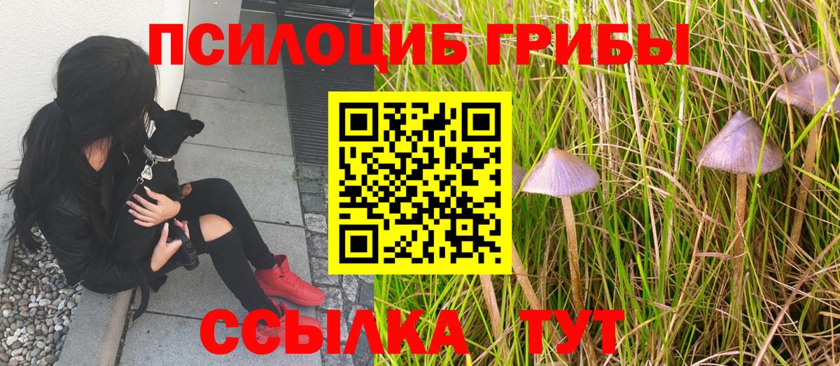 Мирный  Псилоцибиновые грибы Cubensis  Псилоцибиновые грибы Psilocybine cubensis  купить наркотик  Вход с VPN 